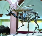 Irish Elk Skeleton In Profilephoto By: I, Atirador Cc By-Sa 3.0 Http://Creativecommons.org/Licenses/By-Sa/3.0/