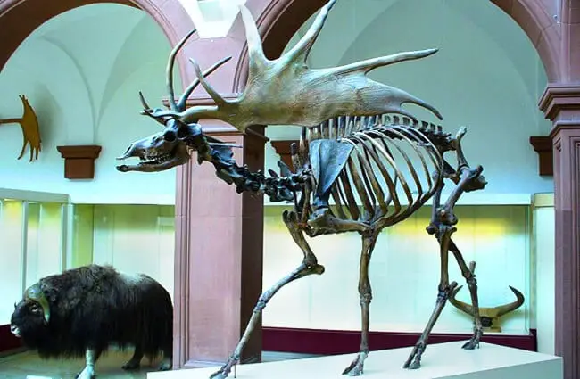 Irish Elk skeleton in profilePhoto by: I, Atirador CC BY-SA 3.0 http://creativecommons.org/licenses/by-sa/3.0/