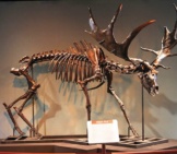 Irish Elk Skeleton At The Academy Of Natural Sciences Of Drexel University Photo By: Jim, The Photographer From Springfield Pa, United States Of America Cc By 2.0 Https://Creativecommons.org/Licenses/By/2.0