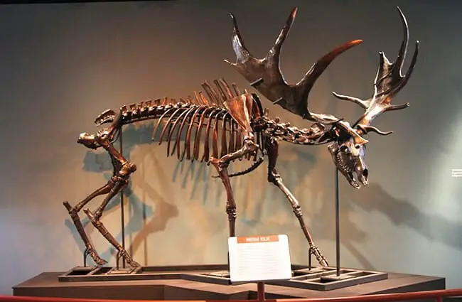 Irish Elk skeleton at the Academy of Natural Sciences of Drexel University Photo by: Jim, the Photographer from Springfield PA, United States of America CC BY 2.0 https://creativecommons.org/licenses/by/2.0