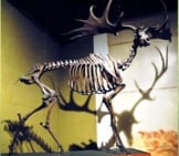 Irish Elk Skeleton At The Cleveland Museum Of Natural History Photo By: James St. John Cc By 2.0 Https://Creativecommons.org/Licenses/By/2.0
