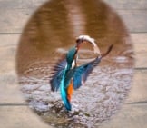 A Truly Beautiful Kingfisher Rising Out Of The Water With His Prize!