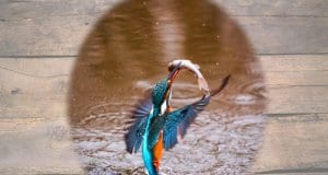 A truly beautiful Kingfisher rising out of the water with his prize!