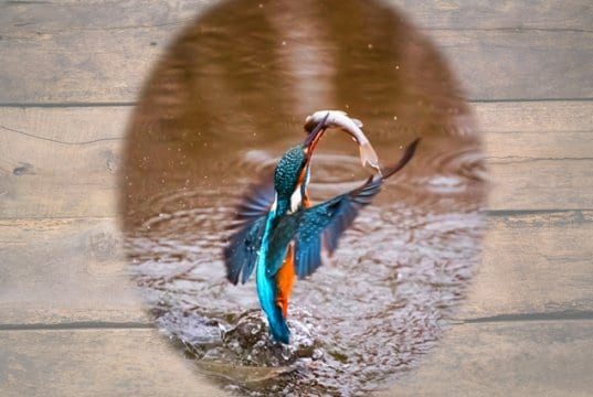 A truly beautiful Kingfisher rising out of the water with his prize!