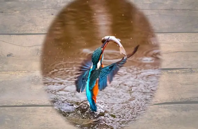 A truly beautiful Kingfisher rising out of the water with his prize!