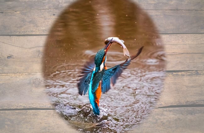 kingfisher-description-habitat-image-diet-and-interesting-facts