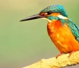 Beautiful Kingfisher Showing Off His Long Beak