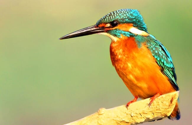 Beautiful Kingfisher showing off his long beak
