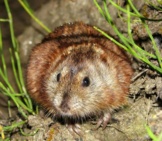 Siberian Brown Lemming Is Hiding In The Grass Photo By: (C) Dimcha Www.fotosearch.com