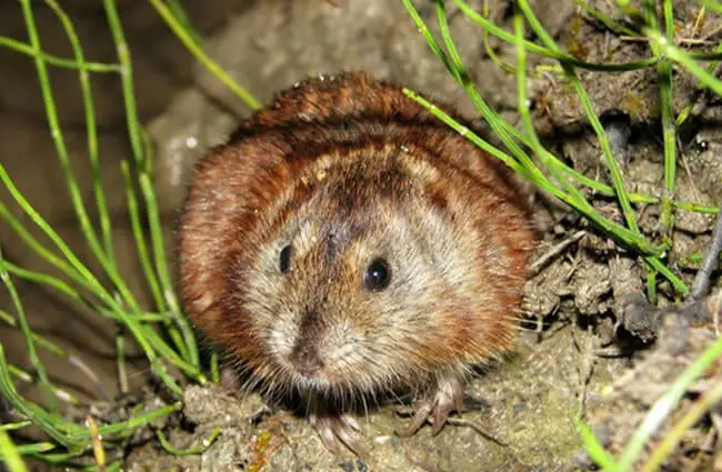 Siberian Brown Lemming is hiding in the grass Photo by: (c) Dimcha www.fotosearch.com