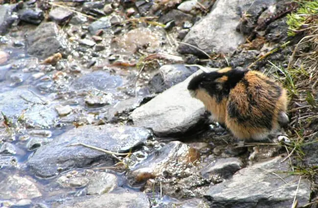 Lemming in the river rocks Photo by: Karin Jonsson https://creativecommons.org/licenses/by/2.0/