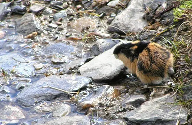 Lemming Habitat, Diet, Behavior, Facts and Worksheets for Kids