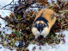 Lemming checking out the cameraPhoto by: kgleditschhttps://creativecommons.org/licenses/by/2.0/