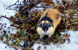 Lemming checking out the cameraPhoto by: kgleditschhttps://creativecommons.org/licenses/by/2.0/