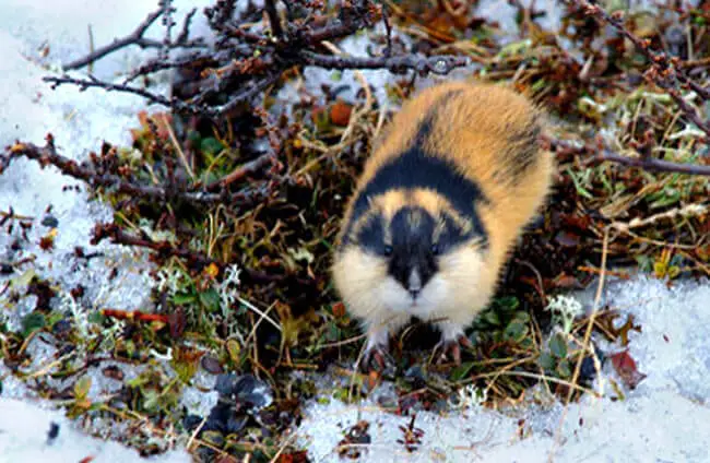 How is climate change affecting the Arctic's smallest mammal, the lemming?  