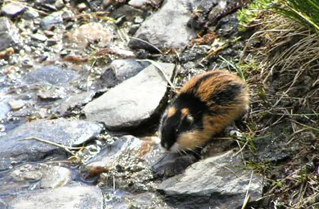 Lemming at the water&#039;s edge Photo by: Karin Jonsson https://creativecommons.org/licenses/by/2.0/