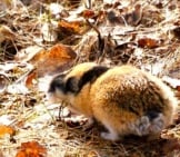 Cute Little Lemming In The Morning Sun Photo By: Jon-Eric Melsæter Https://Creativecommons.org/Licenses/By/2.0/