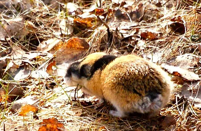 Cute little Lemming in the morning sun Photo by: Jon-Eric Melsæter https://creativecommons.org/licenses/by/2.0/