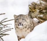 Beautiful Snow Leopard