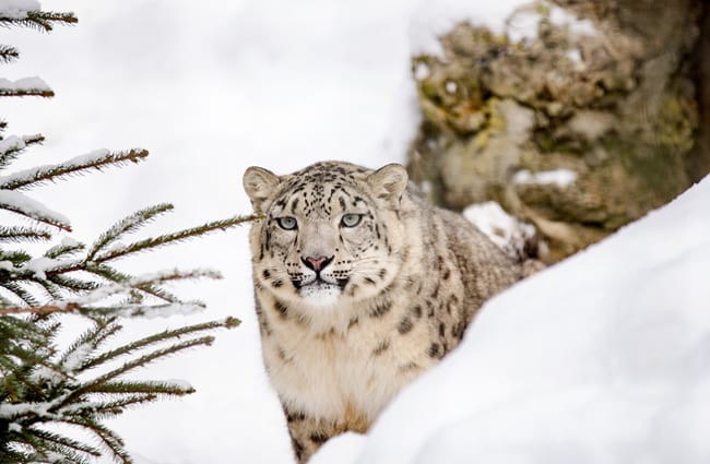 Beautiful Snow Leopard