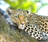 Leopard Lounging In A Tree