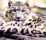 Portrait Of A Snow Leopard