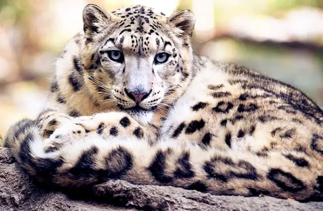 Portrait of a Snow Leopard