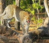 A Large Leopard In A Jungle Habitat