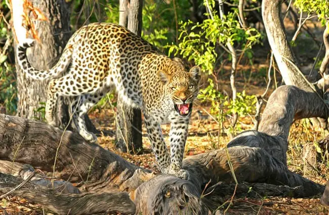 A large Leopard in a jungle habitat