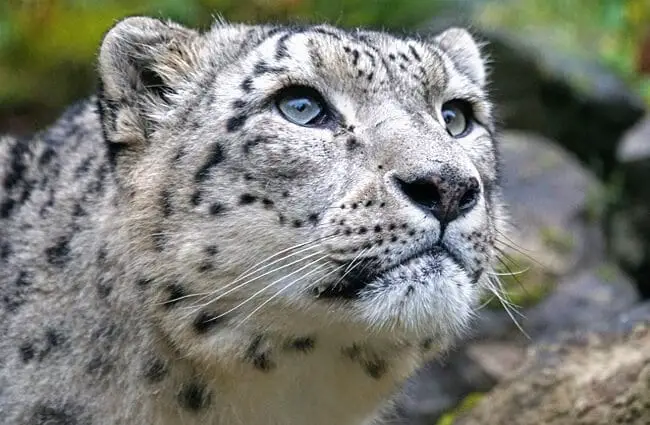 loseup of a stunning Snow Leopard