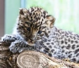 Endangered Amur Leopard Cub In A Captive Breeding Program