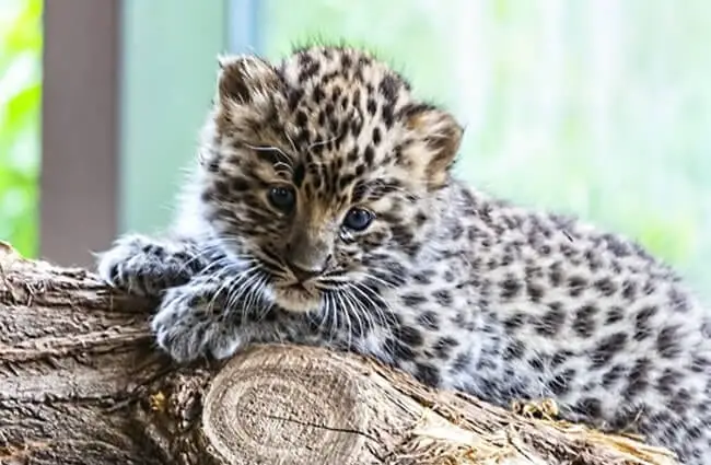 Endangered Amur Leopard cub in a captive breeding program