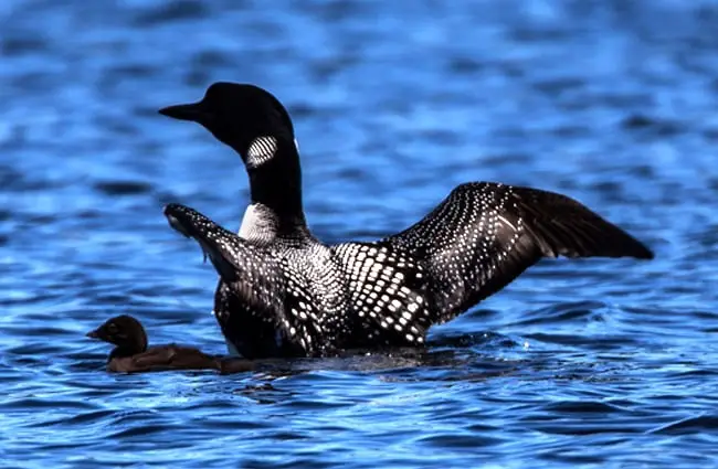 Female Loon with her chick