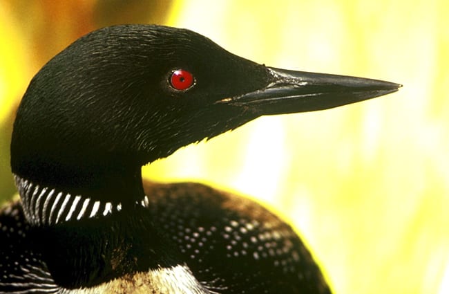 Closeup of a Loon&#039;s face