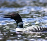 Loon In Profile