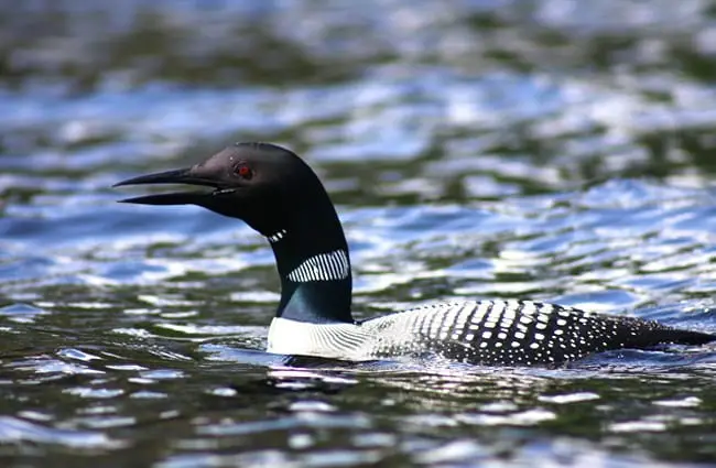 Loon in profile