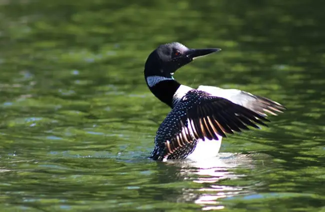 Beautiful Loon taking off from the lake waters