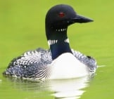 Loon Posing For A Photo
