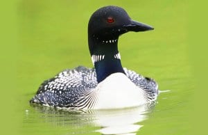 Loon posing for a photo