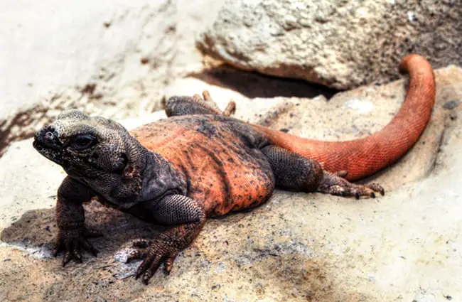 Monitor Lizard basking in the sun