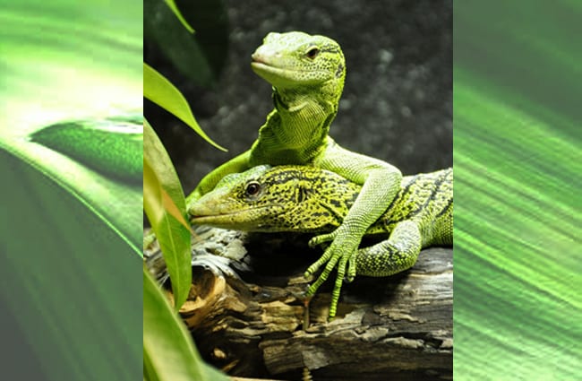 Two Spotted Baumwaran Monitor Lizards