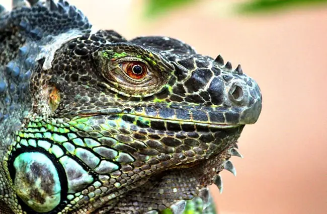 Monitor Lizard - Iguana close up