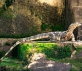 Monitor Lizard Showing Off His Tail In A Zoo Setting
