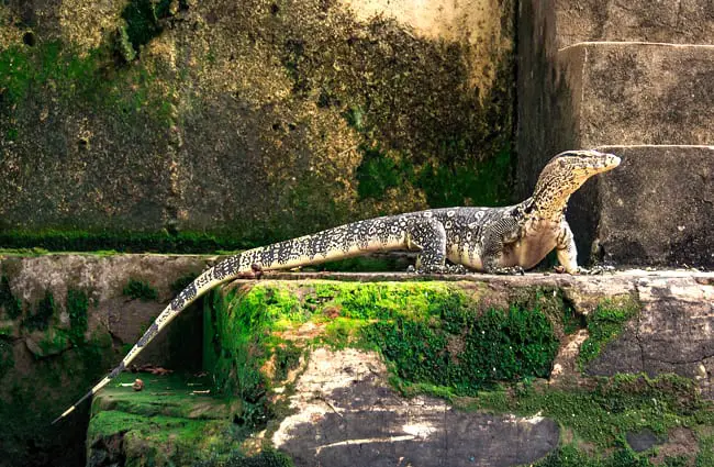 Monitor Lizard showing off his tail in a zoo setting