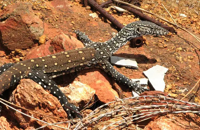 Lace Monitor Lizard