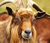 Portrait Of A Beautiful Mountain Goat