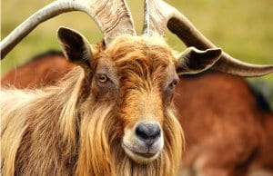 Portrait of a beautiful Mountain Goat