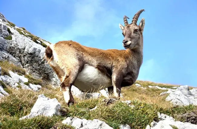 Pregnant Mountain Goat on a steep hill