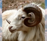 Closeup Of A Mountain Goat - Notice His Curled Horns!