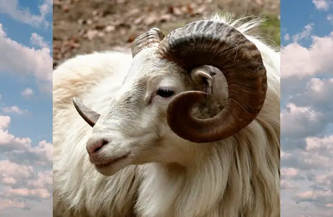 Closeup of a Mountain Goat - notice his curled horns!